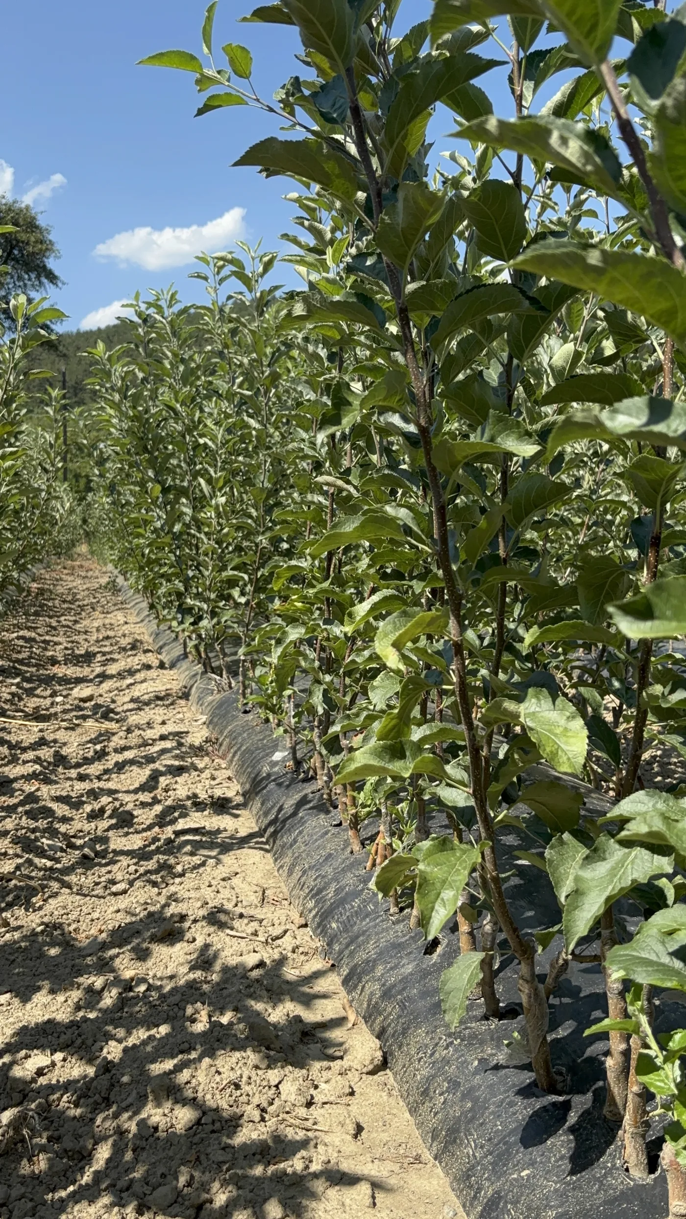 Apple Whip Tree