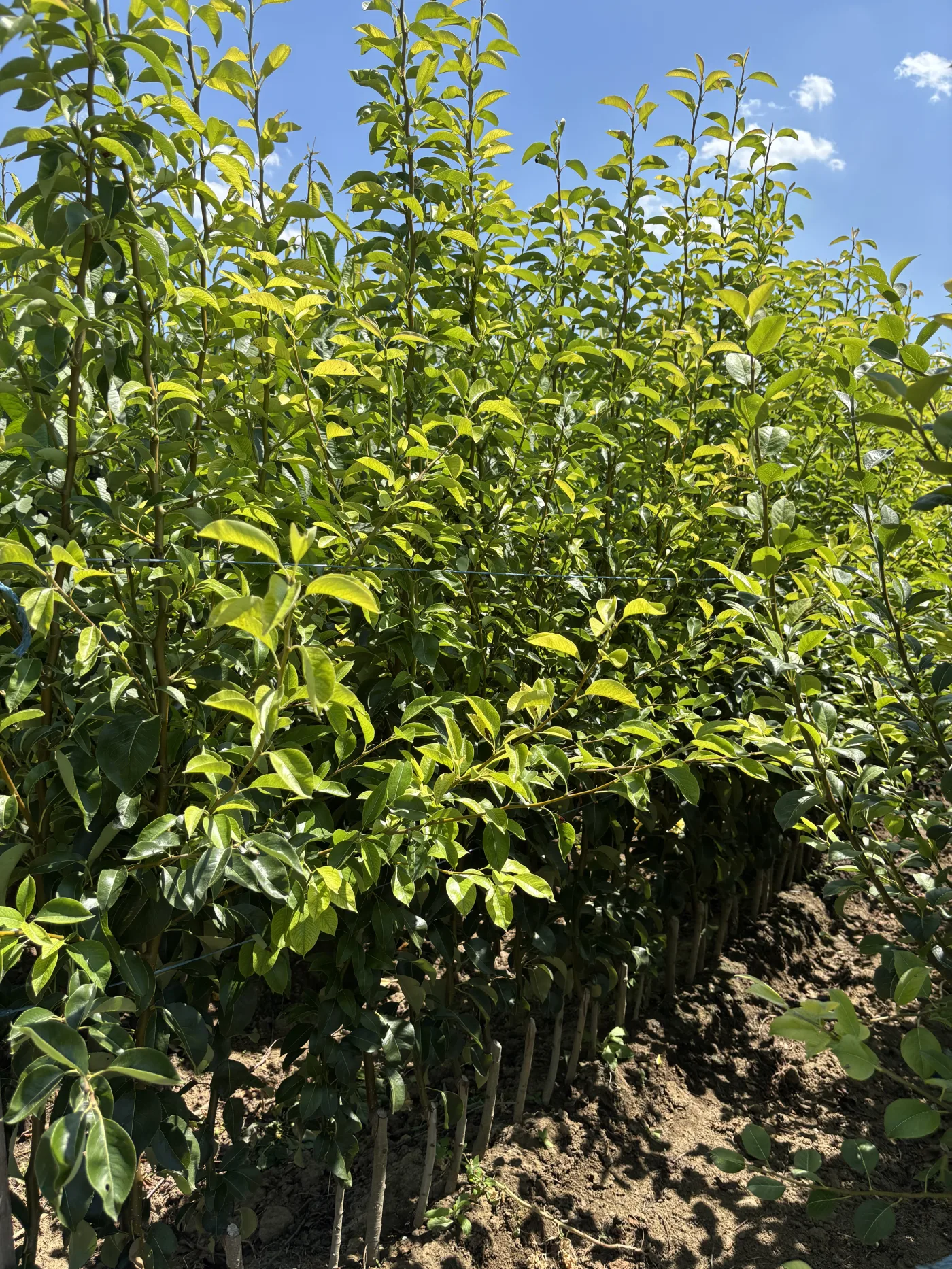 Pear Knip Tree