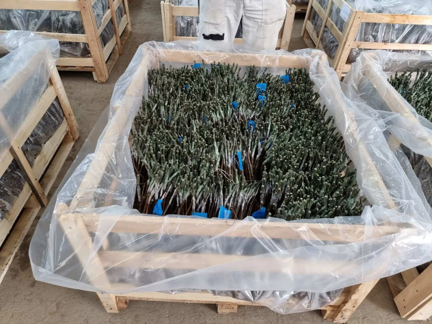 Contract grafting — quality